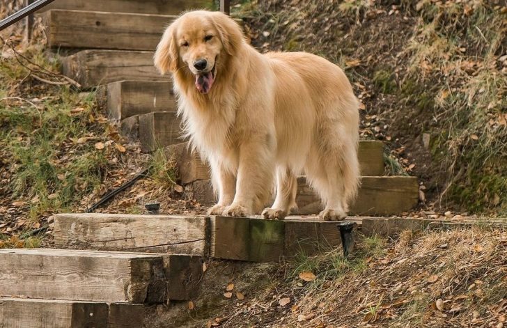 Jennifer Garner’s dog