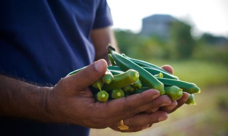 Is okra healthy?